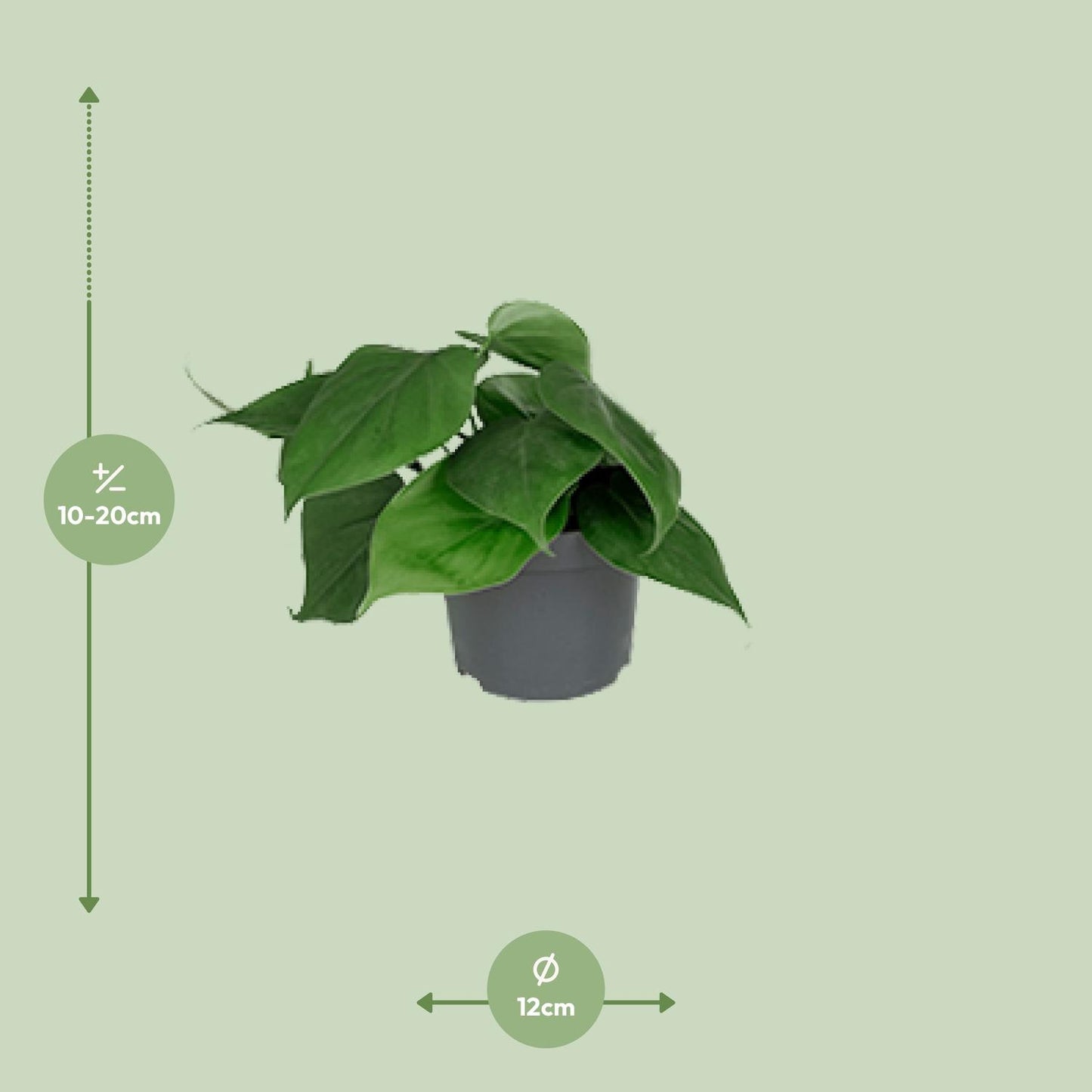 Philodendron Scandens 15cm Ø12cm – Pflegeleichte Zimmerpflanze | Pflanzfix24.de - Pflanzfix24.de