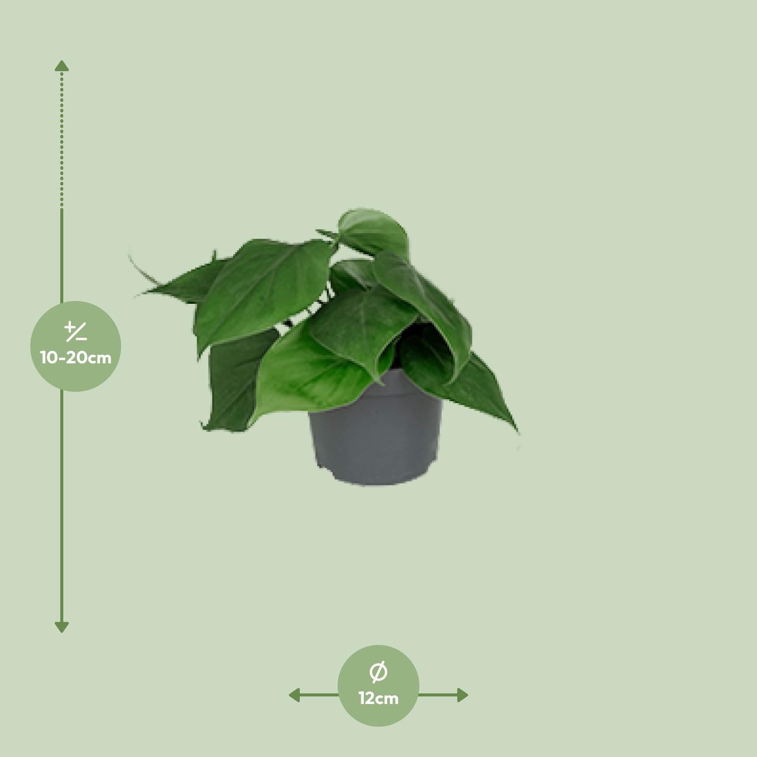 Philodendron Scandens 15cm Ø12cm – Pflegeleichte Zimmerpflanze | Pflanzfix24.de - Pflanzfix24.de