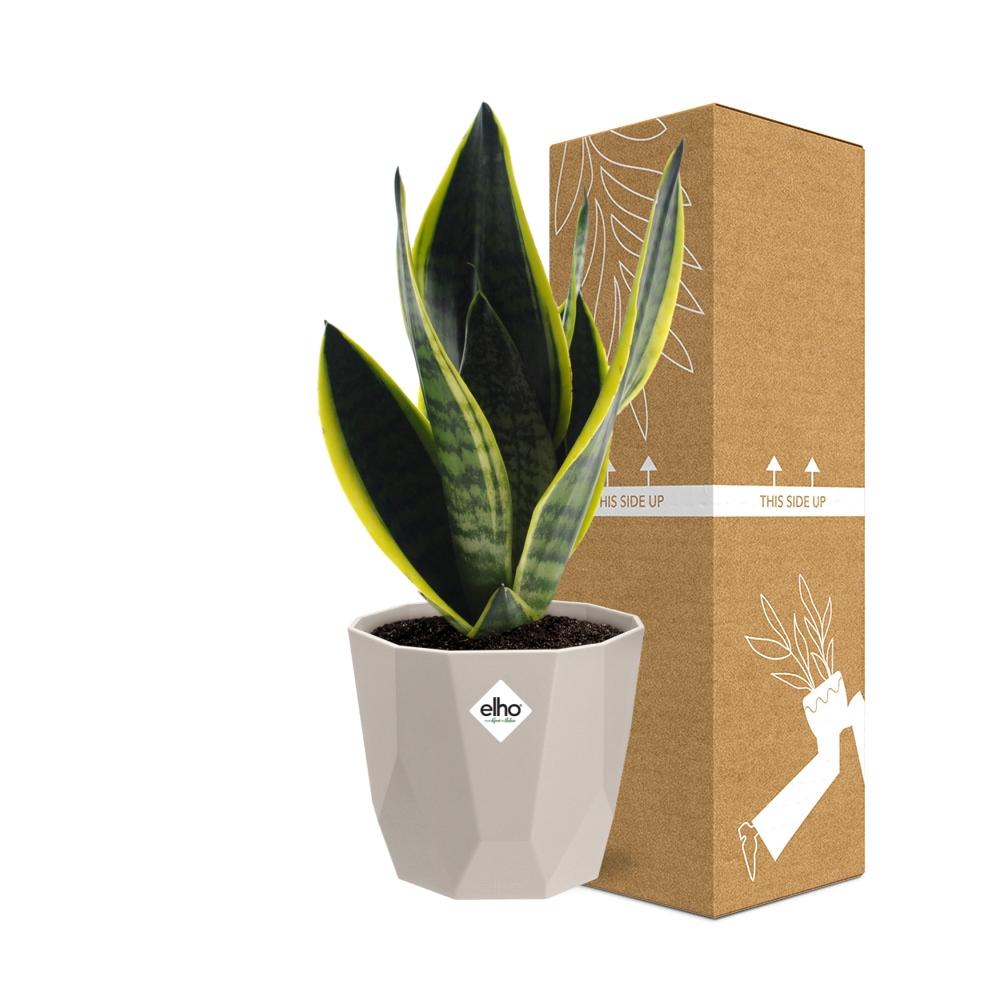 Sansevieria Futura Superba in ELHO b.for rock 14 cm warm grey - Pflanzfix24