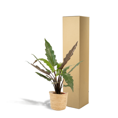 Alocasia Lauterbachiana - Ø19cm - ↕80cm + Korb Selin - Pflanzfix24.de - Pflanzfix24.de