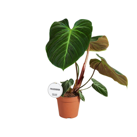 Philodendron El Choco Red - Ø15cm - ↕50cm - Pflanzfix24