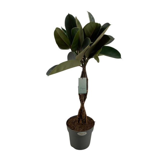 Ficus Elastica Burgundy - Ø24cm - ↕100cm - Pflanzfix24