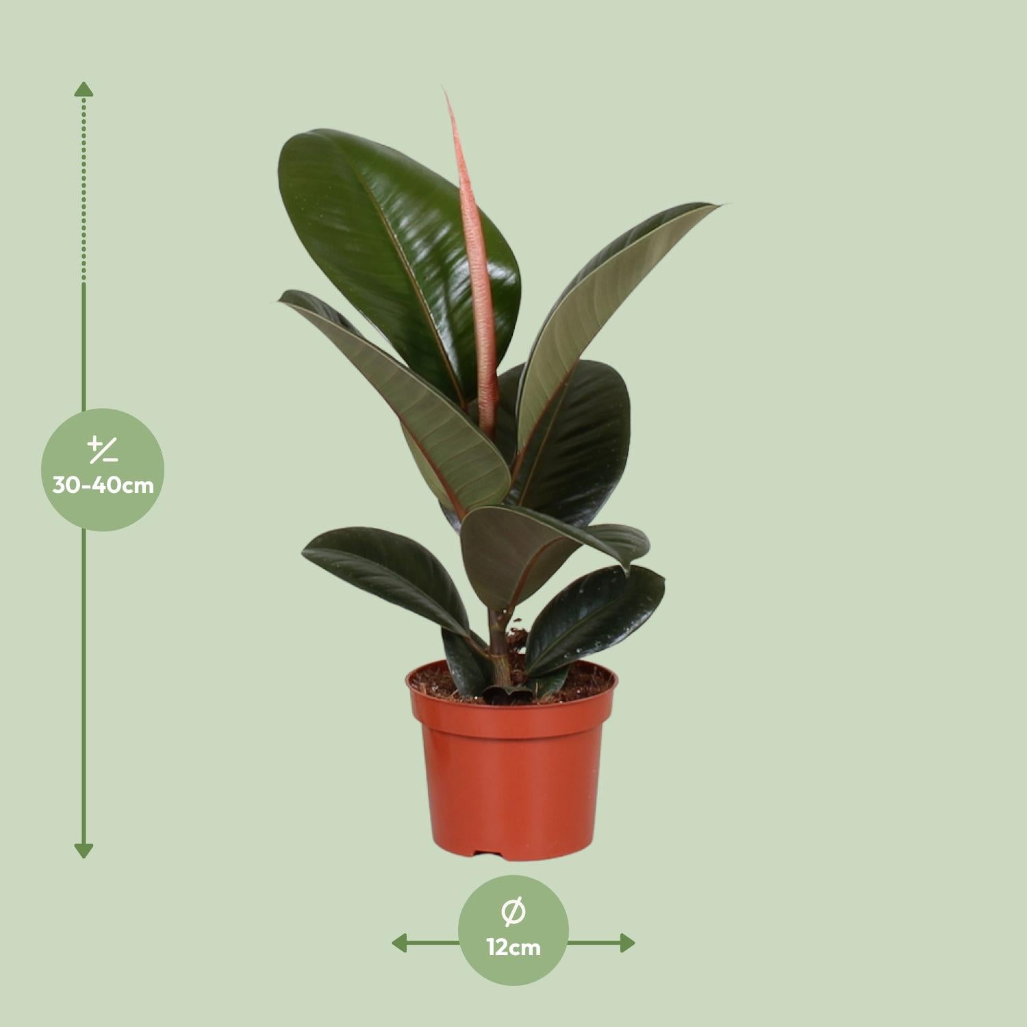 Ficus Elastica Robusta - Ø12cm - ↕35cm bei Pflanzfix24.de - Pflanzfix24.de
