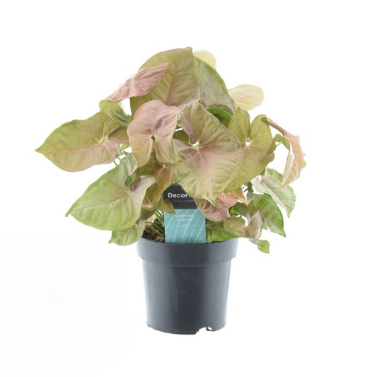 Syngonium Red Heart Feel Green - Ø14cm - ↕30cm - Pflanzfix24