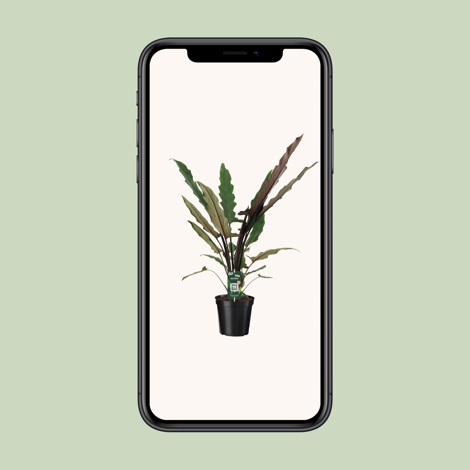 Alocasia Lauterbachiana - Ø19cm - ↕80cm bei Pflanzfix24.de - Pflanzfix24.de