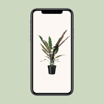 Alocasia Lauterbachiana - Ø19cm - ↕80cm bei Pflanzfix24.de - Pflanzfix24.de