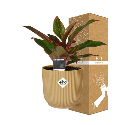 Aglaonema Crete in ELHO Vibes Fold 14cm geel - Pflanzfix24