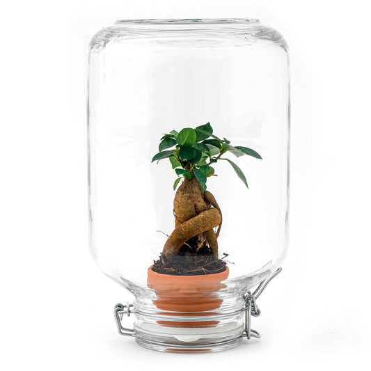 Easyplant - Ficus Ginseng Bonsai - Pflanzfix24