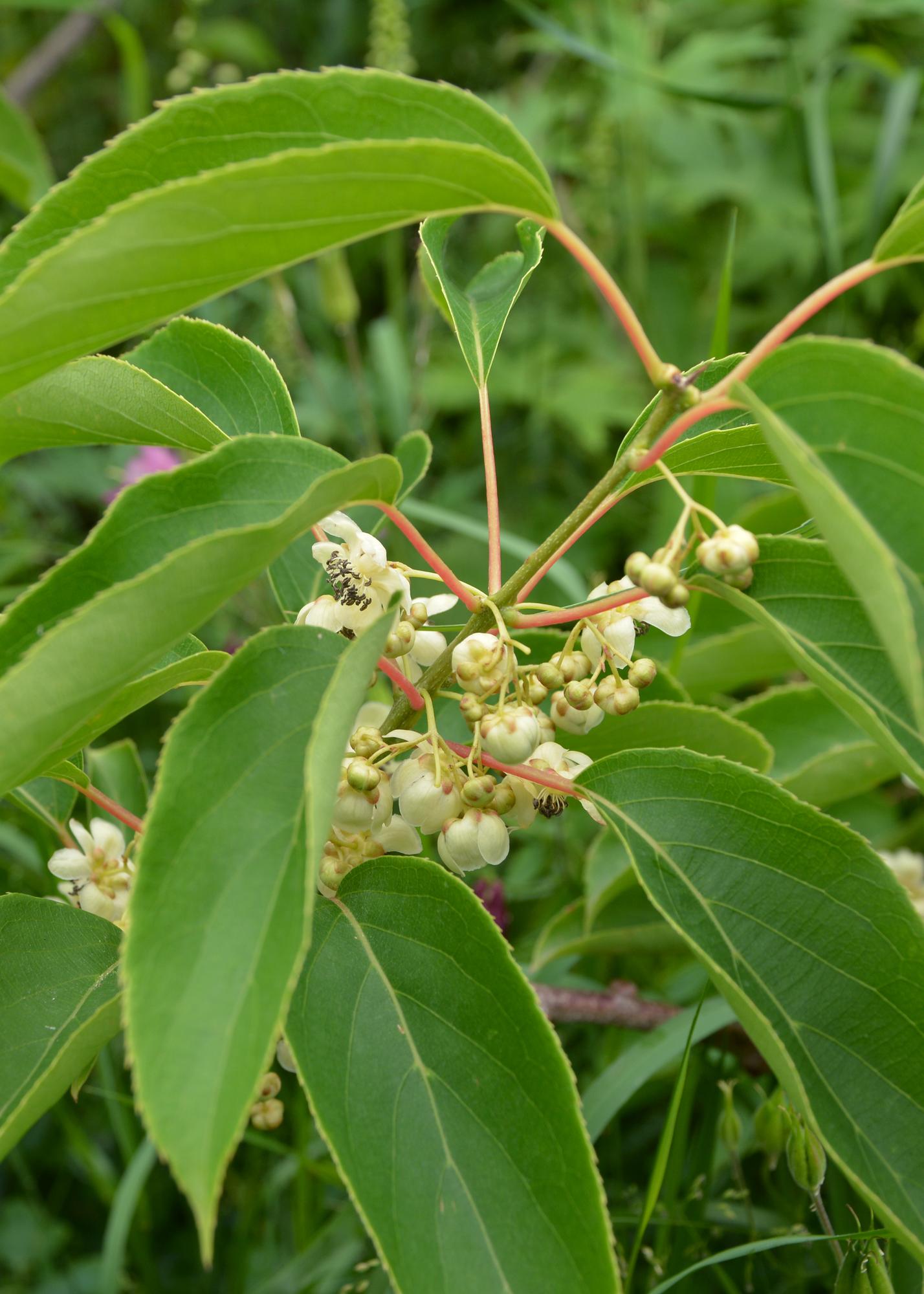 3x - Actinidia arguta 'Issai' - pflanzfix24