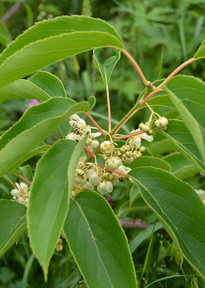 3x - Actinidia arguta 'Issai' - pflanzfix24