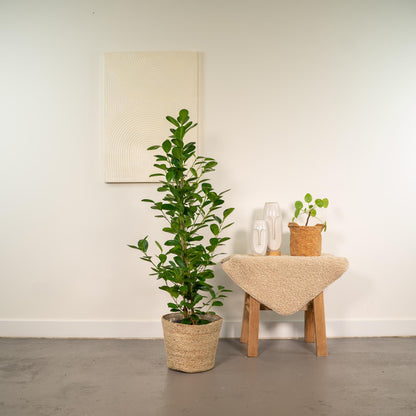 Ficus microcarpa Moclame - Ø21cm - ↕95cm + Korb Selin - Pflanzfix24
