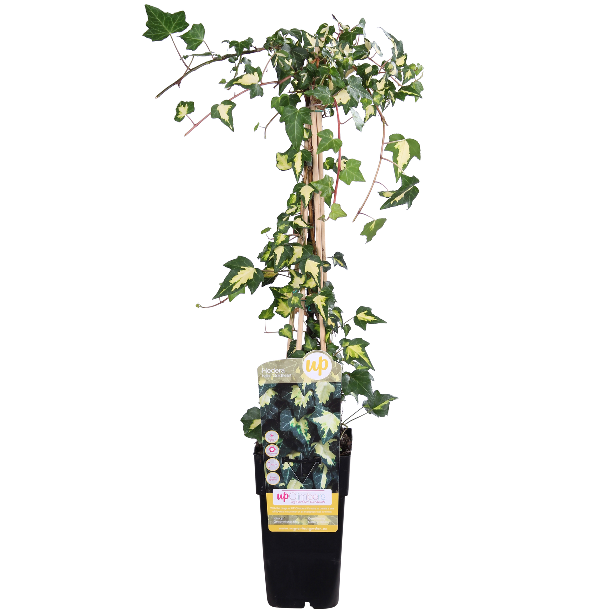 Hedera helix 'Goldheart' - Ø15cm - ↕65cm bei Pflanzfix24.de - Pflanzfix24.de