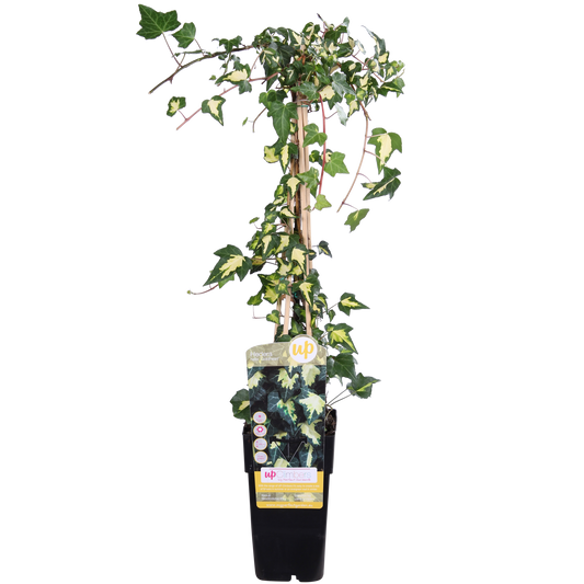 Hedera helix 'Goldheart' - Ø15cm - ↕65cm bei Pflanzfix24.de - Pflanzfix24.de