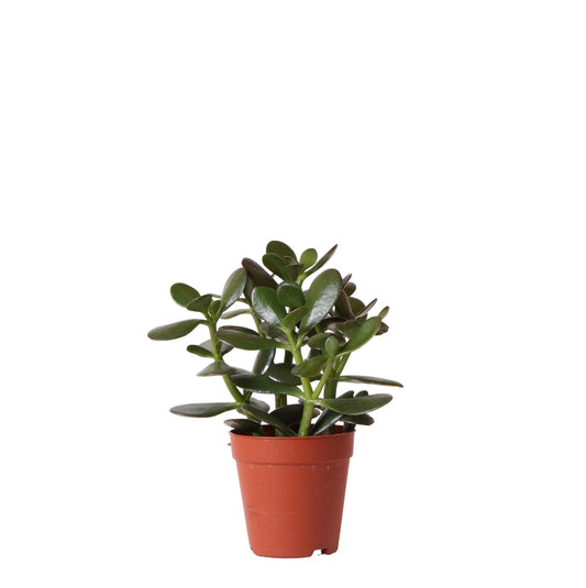 Sukkulente Crassula Ovata - grüne Zimmerpflanze - Ø9cm - pflanzfix24