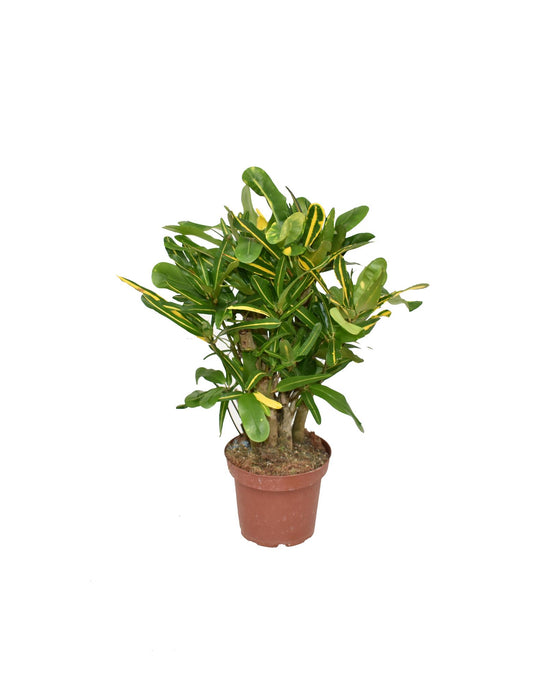 Croton Mammi Yellow P14 - Pflanzfix24