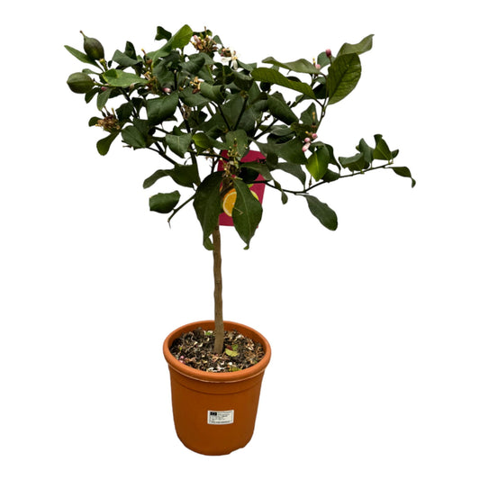 Citrus Lemon Calamondin - pflanzfix24