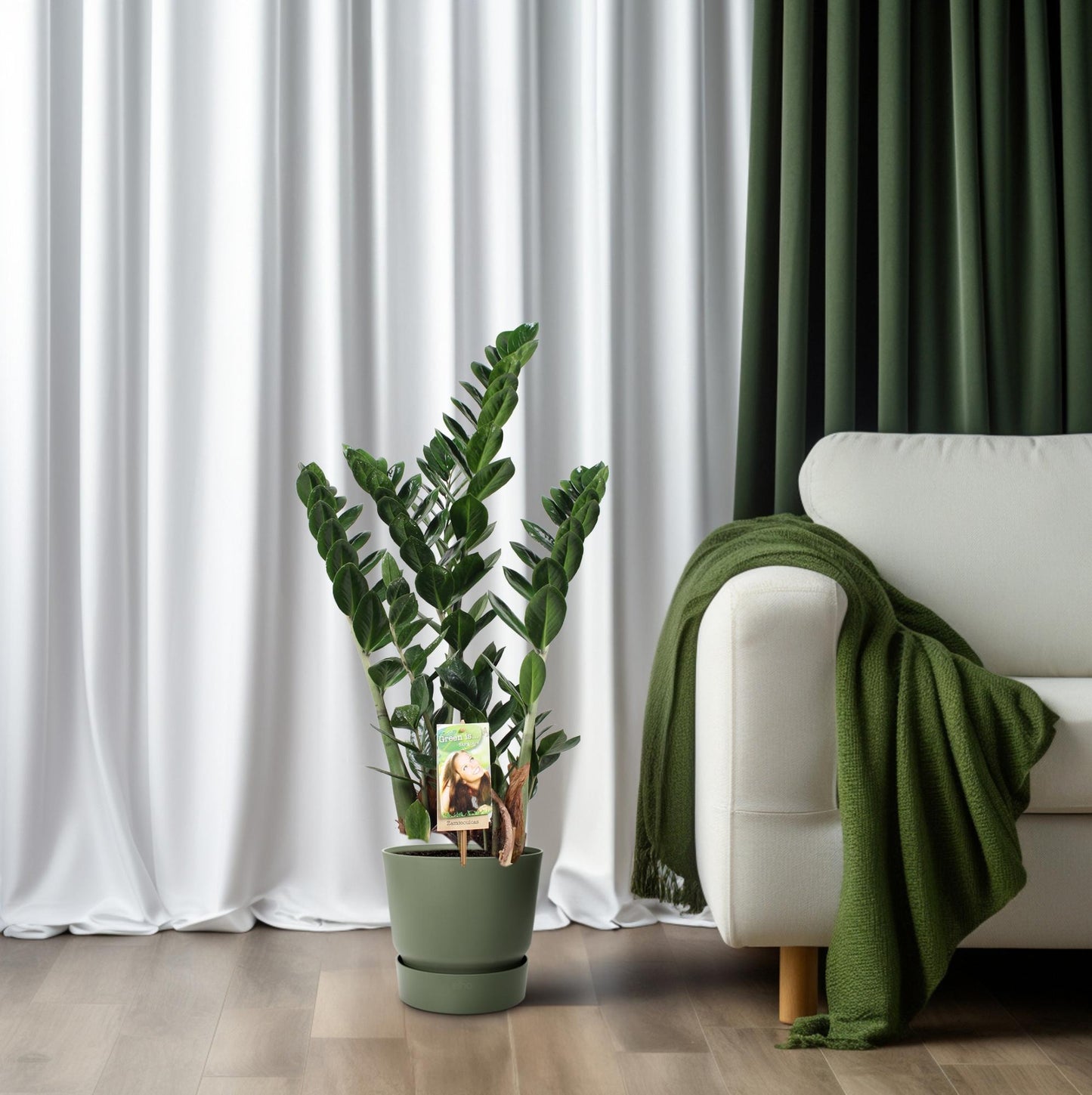 Zamioculcas - Ø21cm - ↕80cm - Pflanzfix24