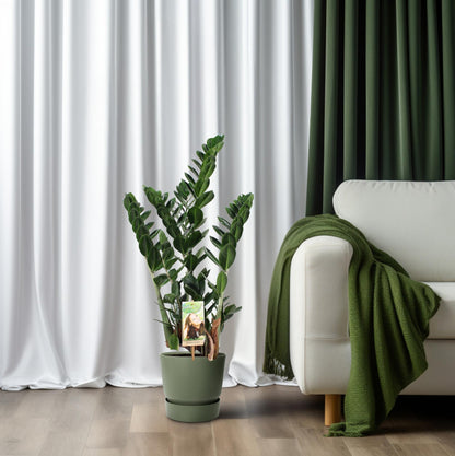 Zamioculcas - Ø21cm - ↕80cm - Pflanzfix24