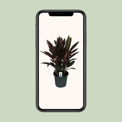Cordyline Fruticosa Rumba - Ø19cm - ↕55cm - Pflanzfix24