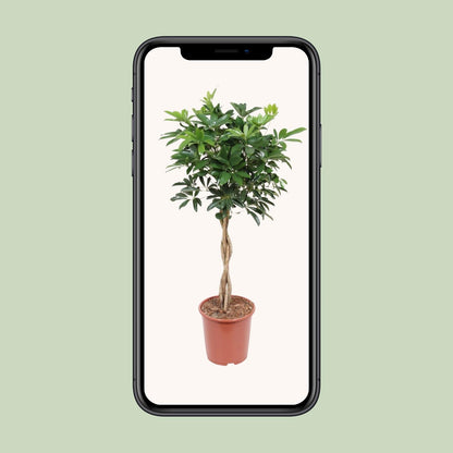 Schefflera Arboricola Compacta - Ø27cm - Pflanzfix24