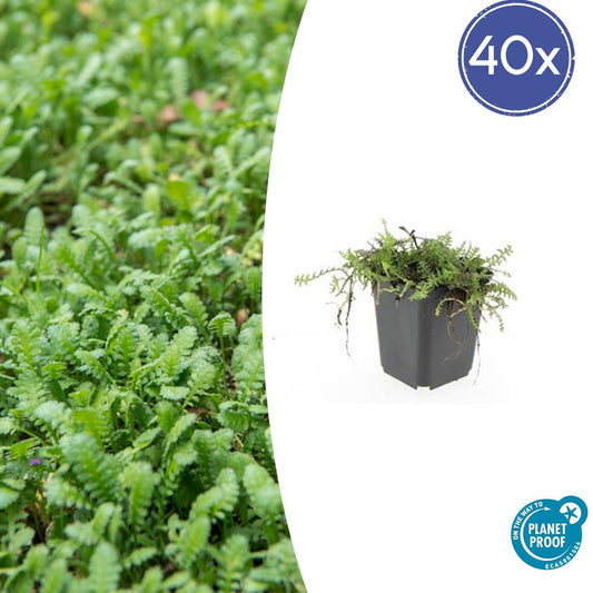 40x Leptinella squalida - ↕10-25cm - Ø9cm - Pflanzfix24.de - Pflanzfix24.de