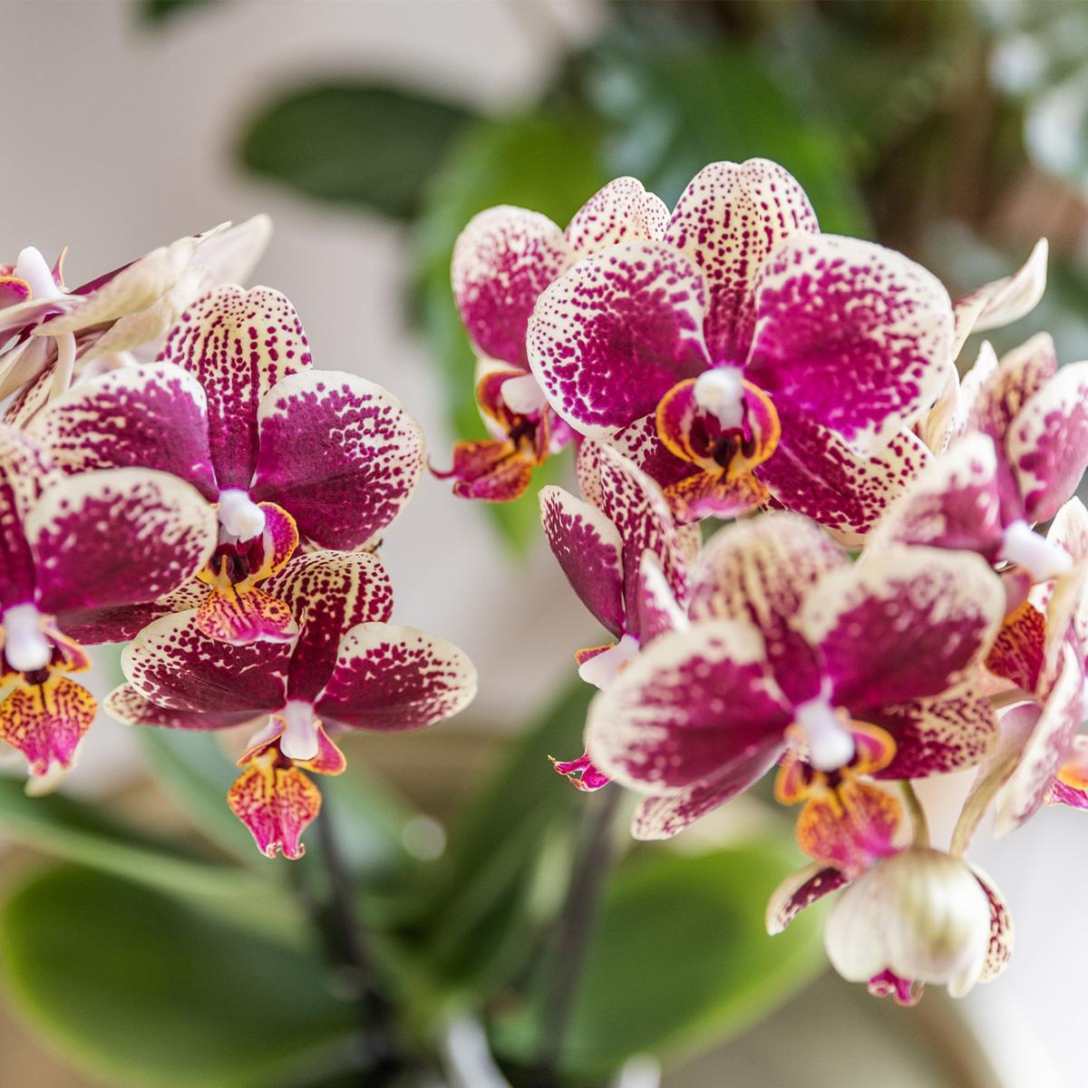 Phalaenopsis Orchidee Spanien Gelb-Rot Ø9cm – Pflanzfix24.de - Pflanzfix24.de