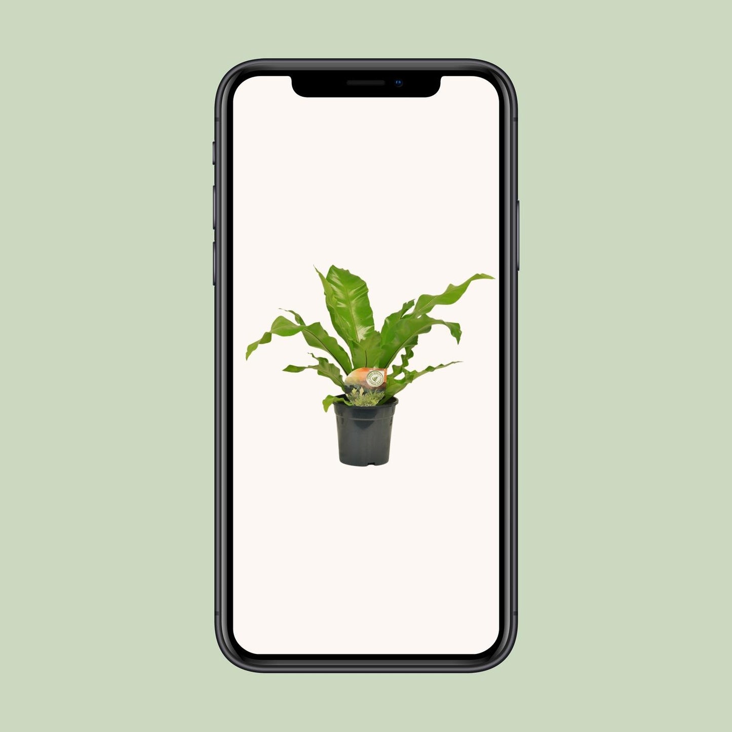 Asplenium Nidus - Ø17cm - ↕60cm - Pflanzfix24