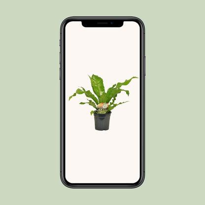 Asplenium Nidus - Ø17cm - ↕60cm - Pflanzfix24
