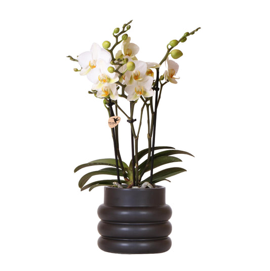 Kolibri Orchids Phalaenopsis Weiß Ø9cm Bubble-Topf Schwarz | Pflanzfix24