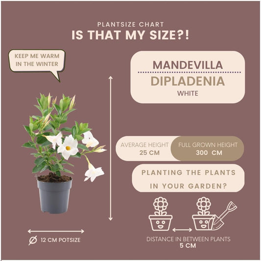 6 x Dipladenia white - Mandevilla white Ø12 cm - ↕25 cm bei Pflanzfix24