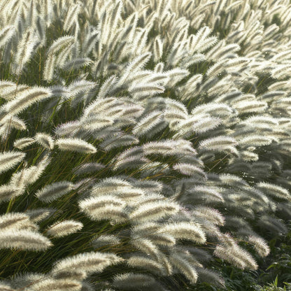 12x Pennisetum alopecuroides 'Hameln' – Ziergras | Pflanzfix24.de - Pflanzfix24.de