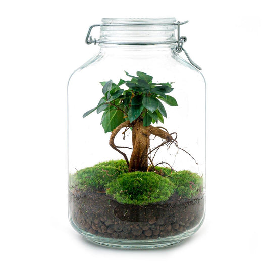Flaschengarten - Ficus Ginseng bonsai - Pflanzfix24