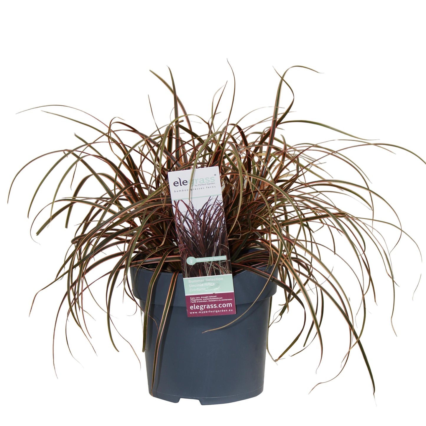 Uncinia rubra Everflame - Ø19cm - Pflanzfix24