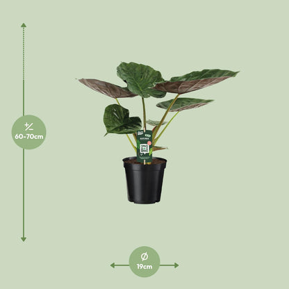 Alocasia Wentii - Elefantenohr - Ø19cm - ↕70cm - Pflanzfix24.de - Pflanzfix24.de