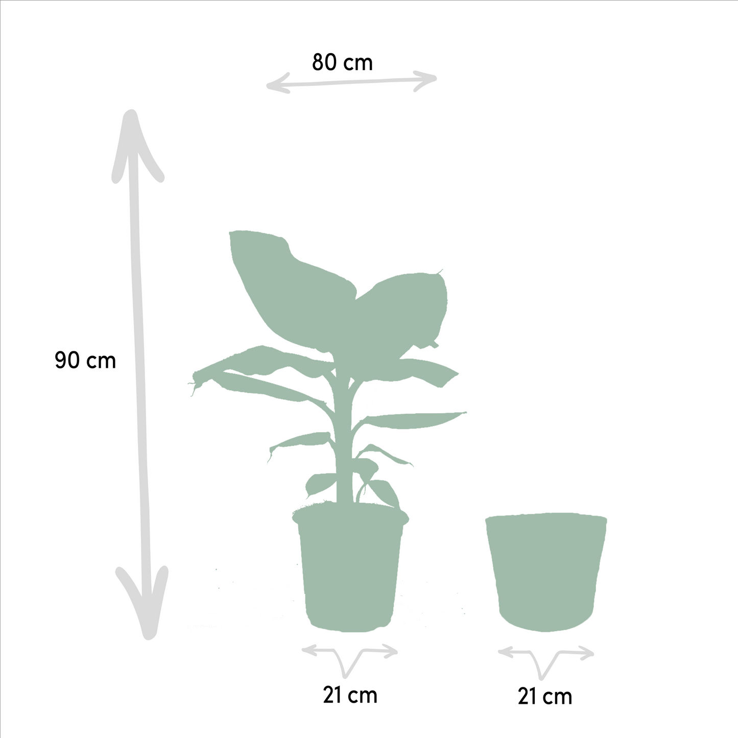 Tropische Zimmerpflanzen - Monstera, Musa Dwarf Cavendish, Strelitzia Nicolai + Korb Igmar - Pflanzfix24