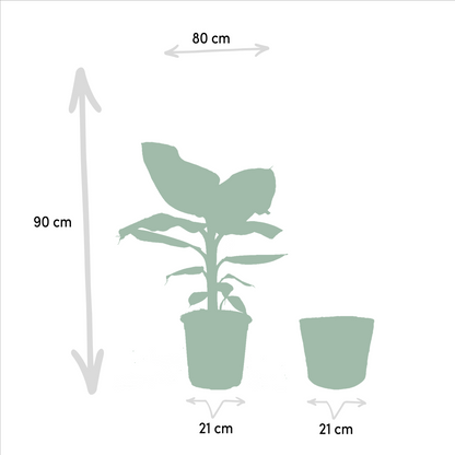 Tropische Zimmerpflanzen - Monstera, Musa Dwarf Cavendish, Strelitzia Nicolai + Korb Igmar - Pflanzfix24