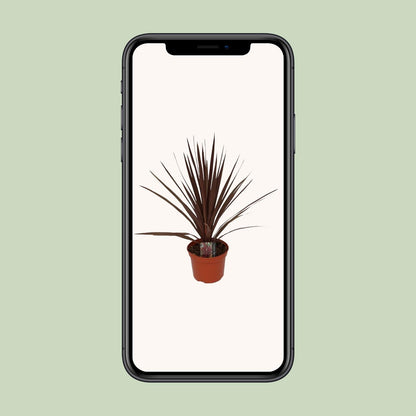 Cordyline Australis Red Star - Ø17cm - ↕60cm - Pflanzfix24