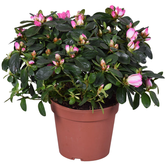 Azalea Helmutt Vogel 'Hulsten' 14cm - Pflanzfix24