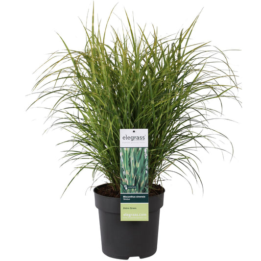 Miscanthus sinensis Strictus - Ø23cm - ↕60cm - Pflanzfix24