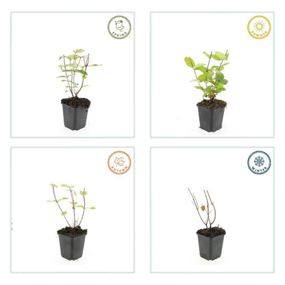 20x Hypericum inodorum 'Beauty' - Pflanzfix24.de - Pflanzfix24.de