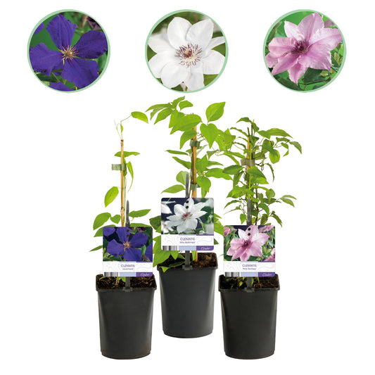 Clematis Tricolour – 3er-Set Kletterpflanzen rosa-weiß-lila – Höhe 40 cm – Pflanzfix24.de - Pflanzfix24.de