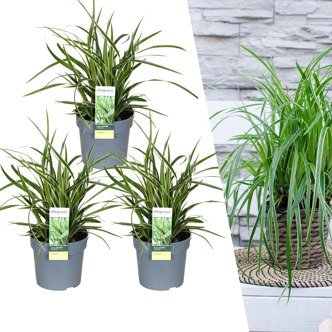 3 x Carex morrowi 'Ice Dance' - Ø 14 cm - ↨ 25 cm - Pflanzfix24