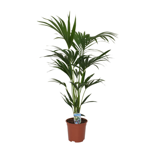 Howea Forsteriana - Ø21cm - ↕120cm - Pflanzfix24.de - Pflanzfix24.de