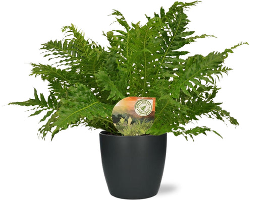 Blechnum Silver Lady - Ø17cm - ↕50cm + Pot Brussels D18x17cm - Anthrazit - Pflanzfix24.de - Pflanzfix24.de