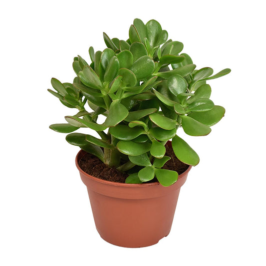 Crassula Ovata - Ø15cm - ↕21cm von Pflanzfix24