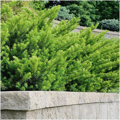 Pflanzfix24 - 1 Meter Eibenhecke - Taxus media Farmen - 6er Pflanzenset