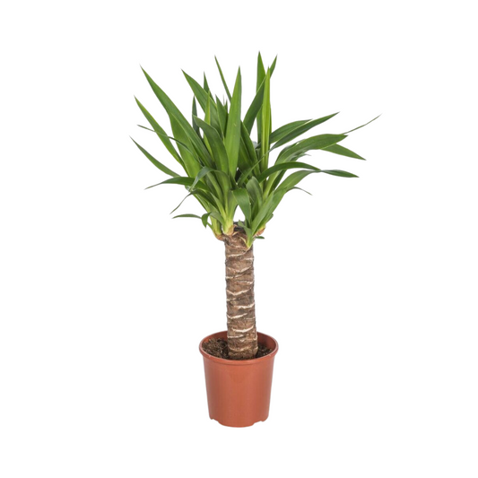 Yucca Enkelestam - Ø17cm - ↕65cm - Pflanzfix24