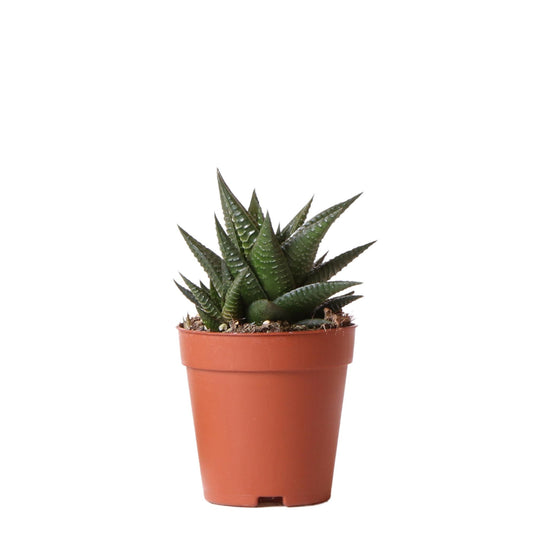 Kolibri Greens Haworthia Limifolia Sukkulente Ø9cm | Pflanzfix24.de - Pflanzfix24.de