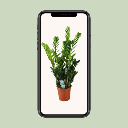 Zamioculcas Ø21cm, 100cm – Große luftreinigende Zimmerpflanze | Pflanzfix24