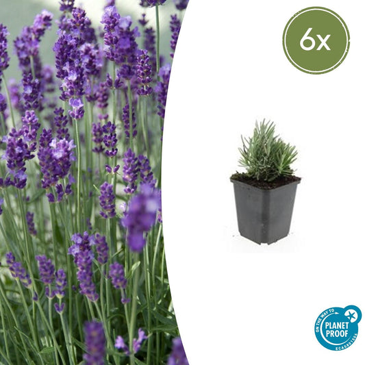 6x Lavandula ang. 'Dwarf Blue' - ↕10-25cm - Ø9cm - Pflanzfix24.de - Pflanzfix24.de